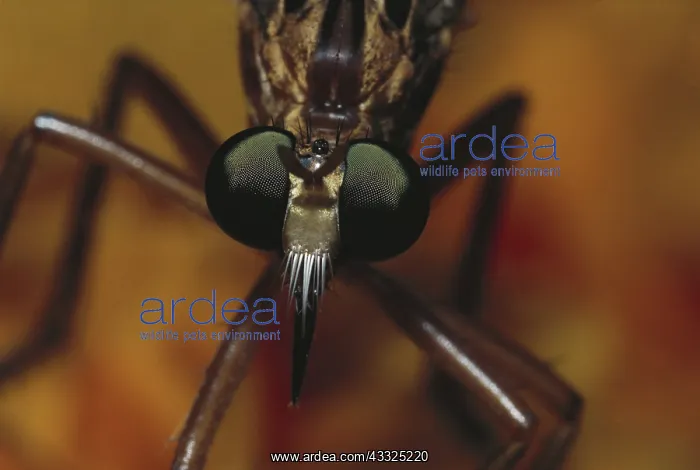 : Robber Fly : Robber Fly