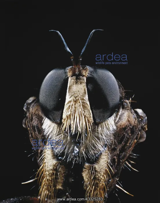 : Robber Fly : Robber Fly