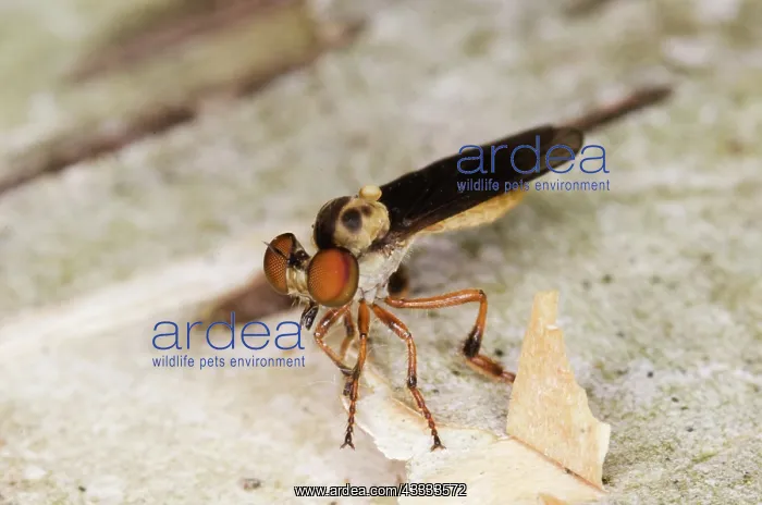 : Robber Fly : Robber Fly