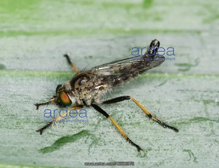 : Robber Fly : Robber Fly