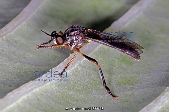 : Robber Fly : Robber Fly