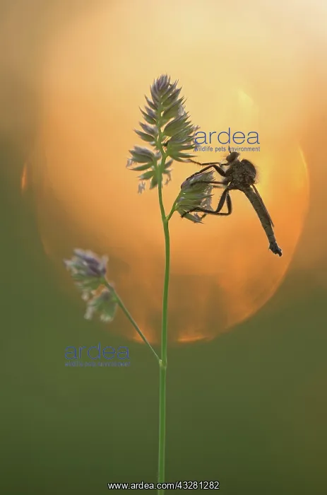: Robber fly (Asilidae) sits in the warm backlight : Robber fly (Asilidae) sits in the warm backlight