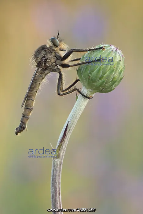 : Robber fly (Asilidae) sitting on a bud in warm light : Robber fly (Asilidae) sitting on a bud in warm light