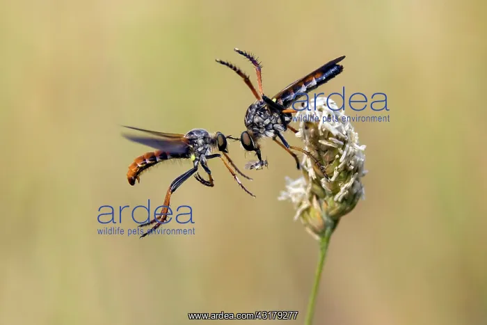 : Robber fly (Asilidae sp), Parade of a couple in : Robber fly (Asilidae sp), Parade of a couple in