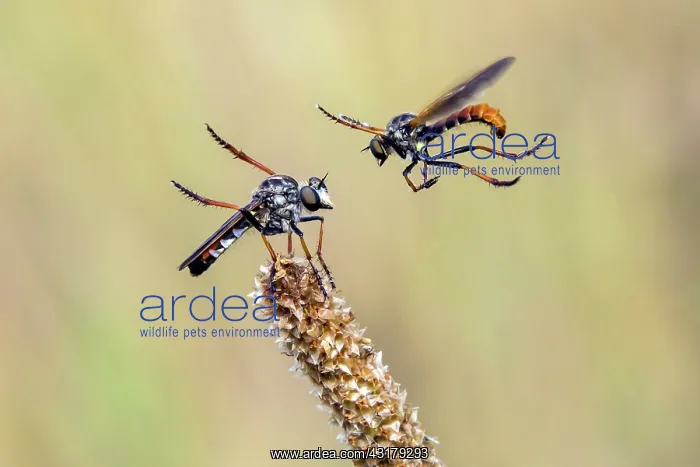 : Robber fly (Asilidae sp), Parade of a couple in : Robber fly (Asilidae sp), Parade of a couple in