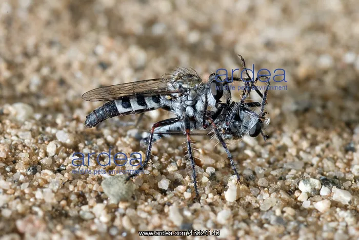 : Robber Fly Cannibalism : Robber Fly Cannibalism