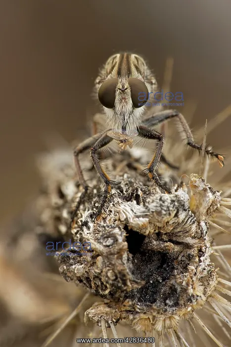 : Robber fly - feeding on leafhopper : Robber fly - feeding on leafhopper
