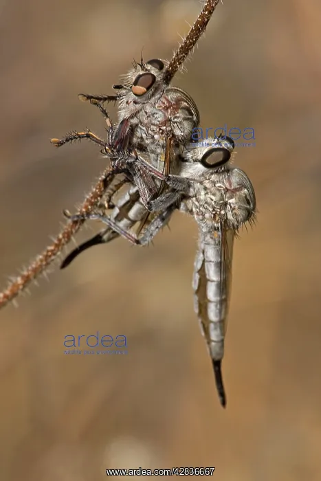 : Robber fly - feeding on robber fly showing cannibalism : Robber fly - feeding on robber fly showing cannibalism
