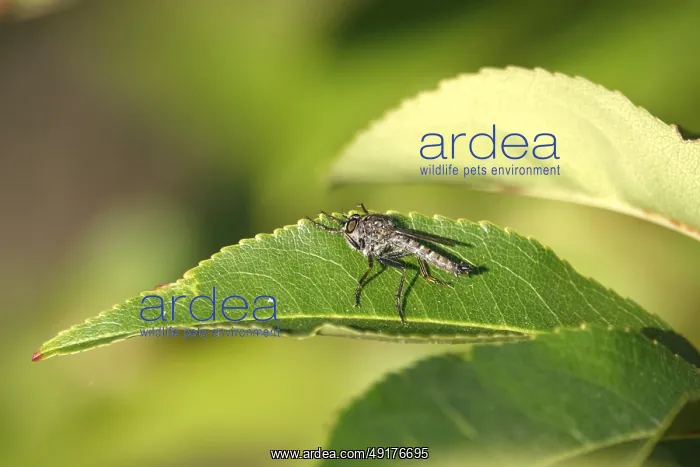 : Robber fly on a leaf, summer, Germany : Robber fly on a leaf, summer, Germany