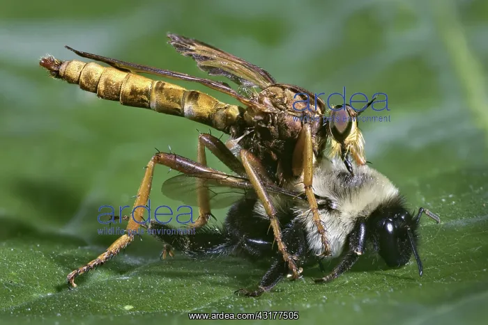 : Robber Fly with prey : Robber Fly with prey