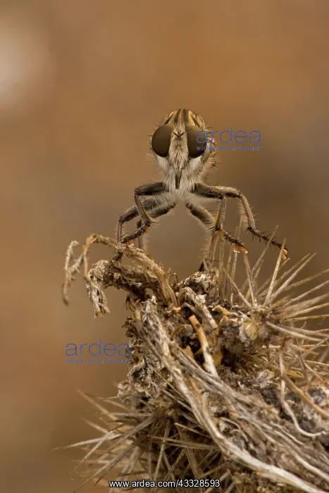 : Robber fly (prob Efferia spp) - Family Asilidae : Robber fly (prob Efferia spp) - Family Asilidae