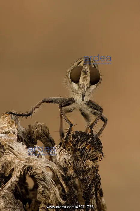 : Robber fly (prob Efferia spp) - Family Asilidae - Arizona U : Robber fly (prob Efferia spp) - Family Asilidae - Arizona U