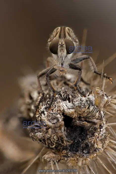 : Robber fly (prob Efferia spp) feeding on leafhopper - Famil : Robber fly (prob Efferia spp) feeding on leafhopper - Famil