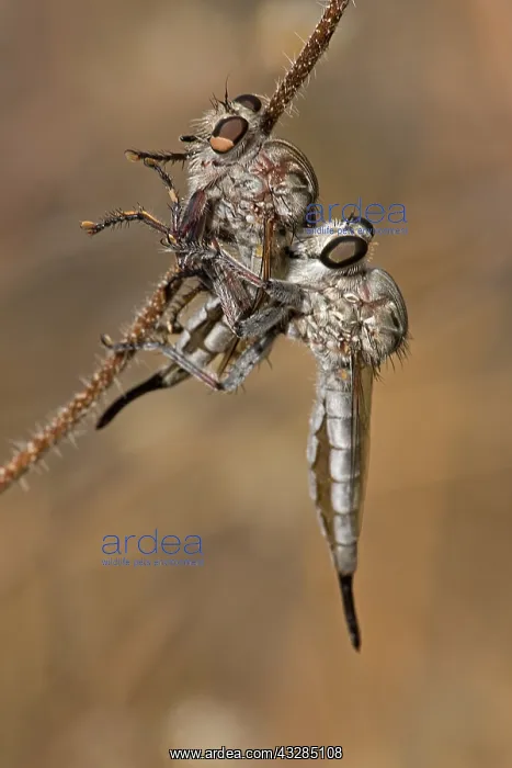 : Robber fly (prob Efferia spp) feeding on robber fly - Famil : Robber fly (prob Efferia spp) feeding on robber fly - Famil