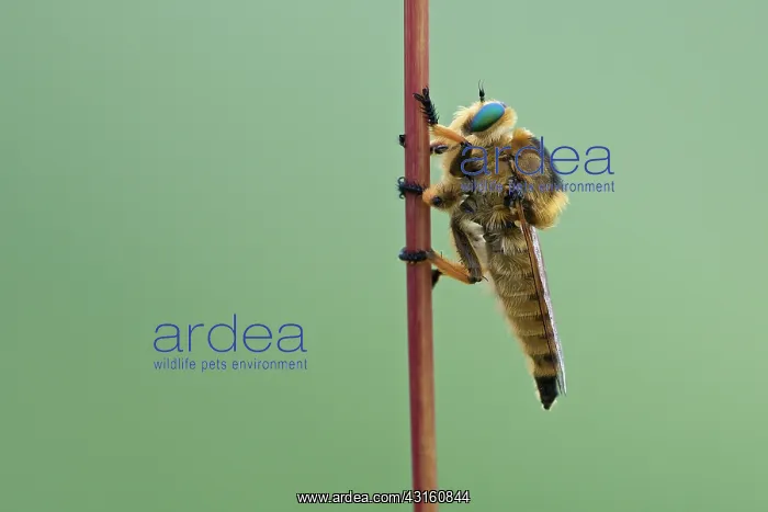: Robber fly (Promachus leoninus) resting on stem : Robber fly (Promachus leoninus) resting on stem