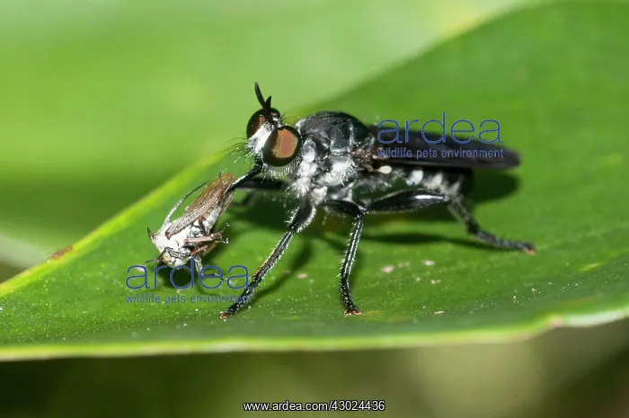 : Robber Fly Robber Fly (aka Assassin Fly) with Treehoppe : Robber Fly Robber Fly (aka Assassin Fly) with Treehoppe