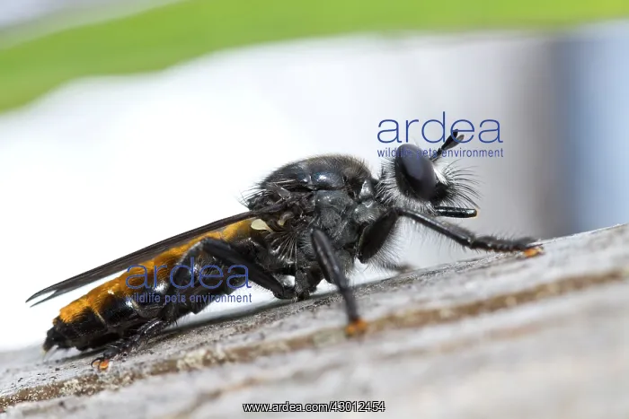 : Robberfly Allariz, Galicia, Spain (Laphria flava) : Robberfly Allariz, Galicia, Spain (Laphria flava)