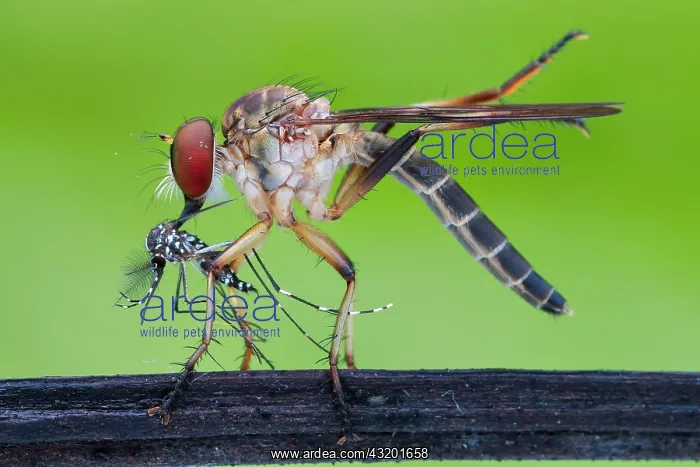 : Robberfly (Asilidae) eating asian tiger mosquito : Robberfly (Asilidae) eating asian tiger mosquito