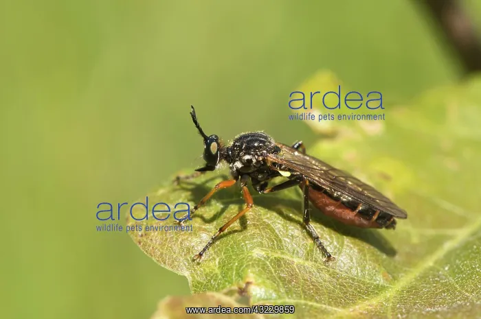 : Robberfly (Dioctria hyalipennis). Molslaboratoriet : Robberfly (Dioctria hyalipennis). Molslaboratoriet