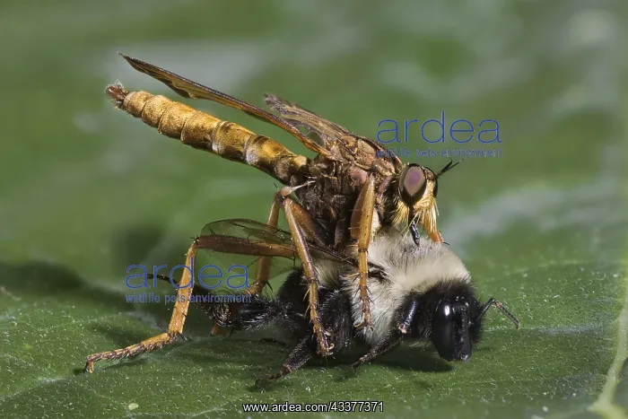: Robberfly Eating a Bumblee Bee, Diogmites neoternatus : Robberfly Eating a Bumblee Bee, Diogmites neoternatus