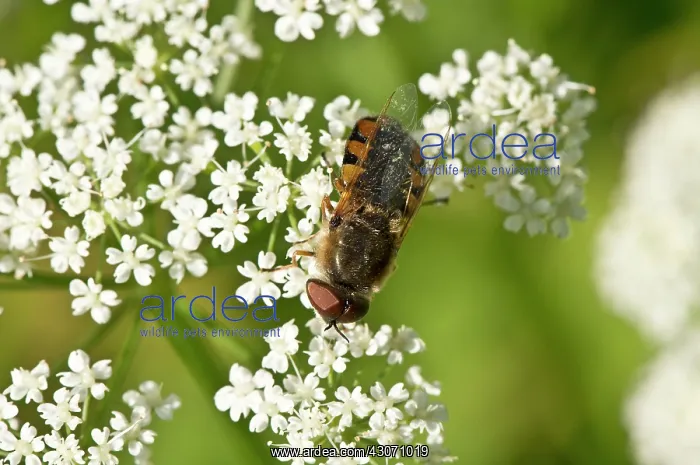  : Robberfly, Odontomyia ornata. Allindelille Fredskov