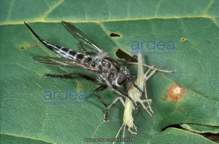  : Robberfly with prey