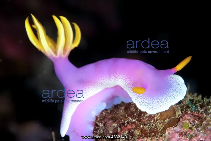  : Robe Hem Hypseldoris Nudibranch