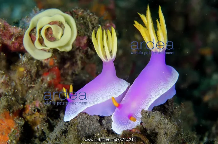 : Robe Hem Hypselodoris Nudibranch with egg spiral : Robe Hem Hypselodoris Nudibranch with egg spiral