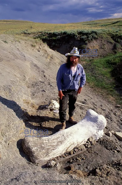 : Robert Bakker, - posing near a femur of Apatosaurus : Robert Bakker, - posing near a femur of Apatosaurus
