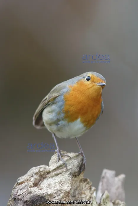 : Robin : Robin