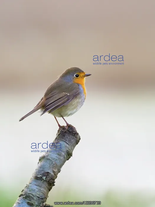 : Robin : Robin