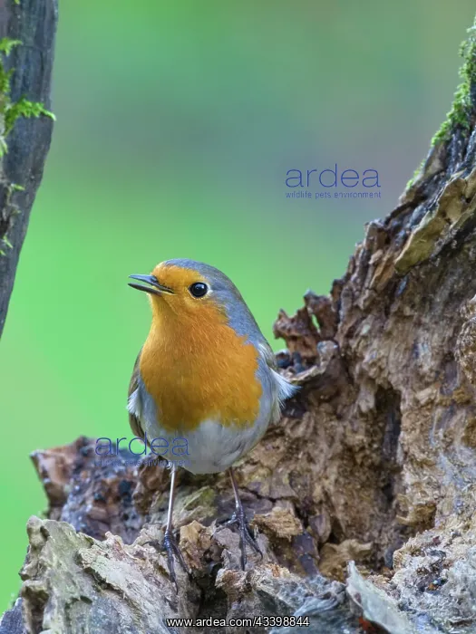 : Robin : Robin