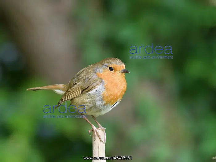 : Robin : Robin