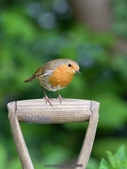 : Robin : Robin