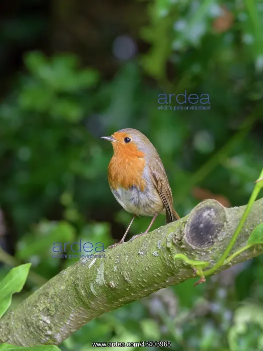 : Robin : Robin