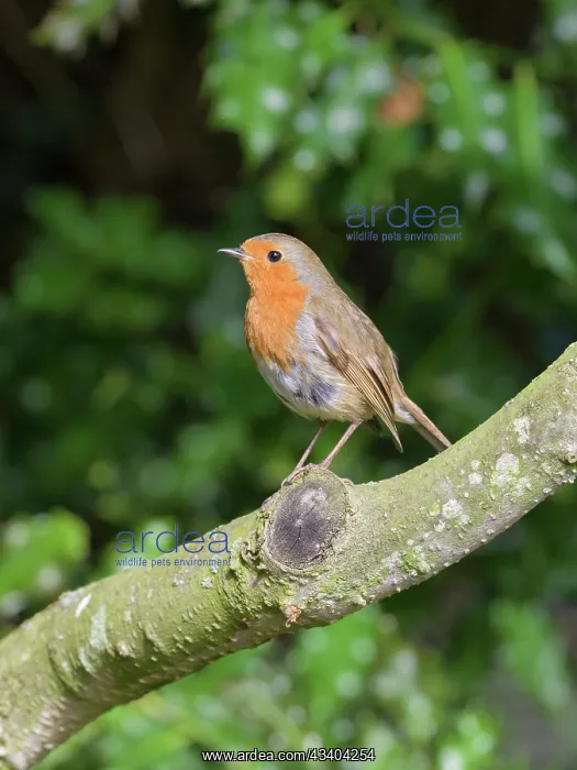 : Robin : Robin