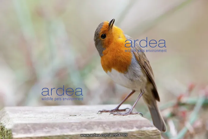 : Robin - adult in aggressive posture singing : Robin - adult in aggressive posture singing