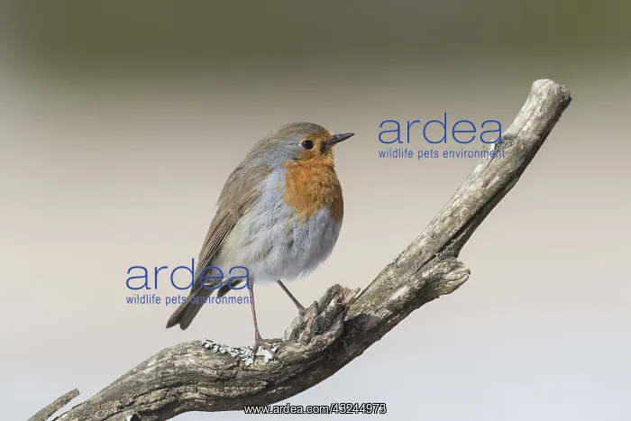 : Robin - adult bird perched on twig - Sweden : Robin - adult bird perched on twig - Sweden