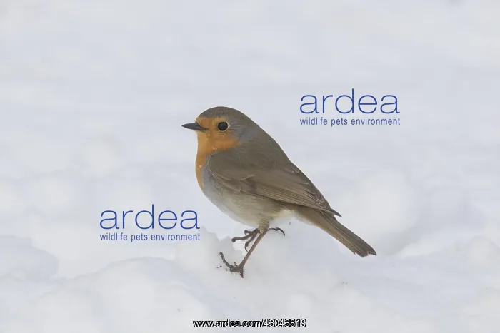  : Robin - adult bird in snow - Sweden