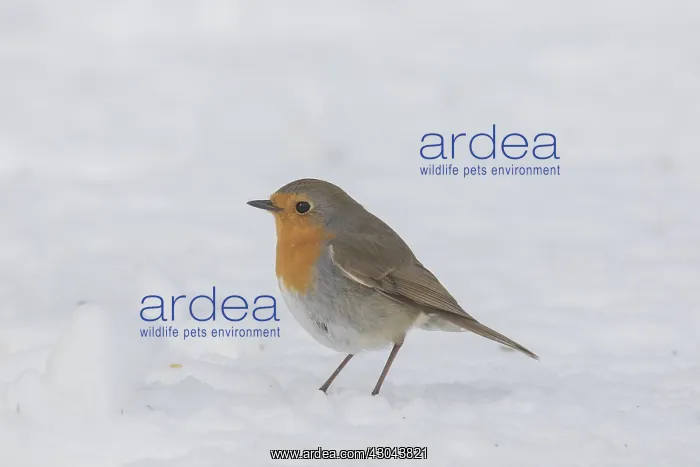 : Robin - adult bird in snow - Sweden : Robin - adult bird in snow - Sweden