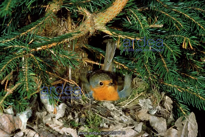 : Robin - adult brooding at nest : Robin - adult brooding at nest