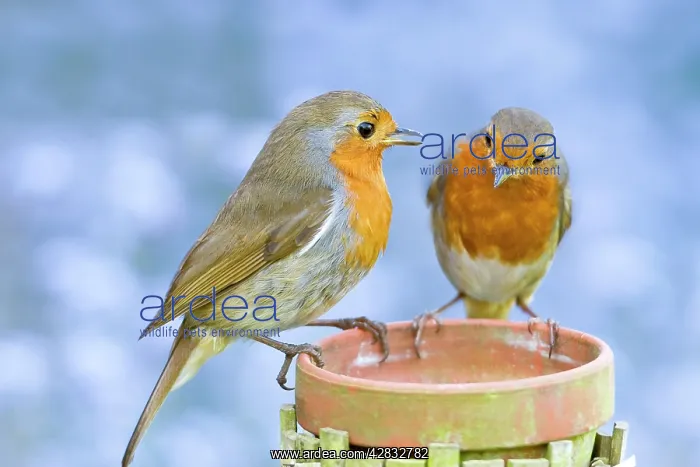 : Robin - Two adults perched on plant pot with forget-me-not : Robin - Two adults perched on plant pot with forget-me-not