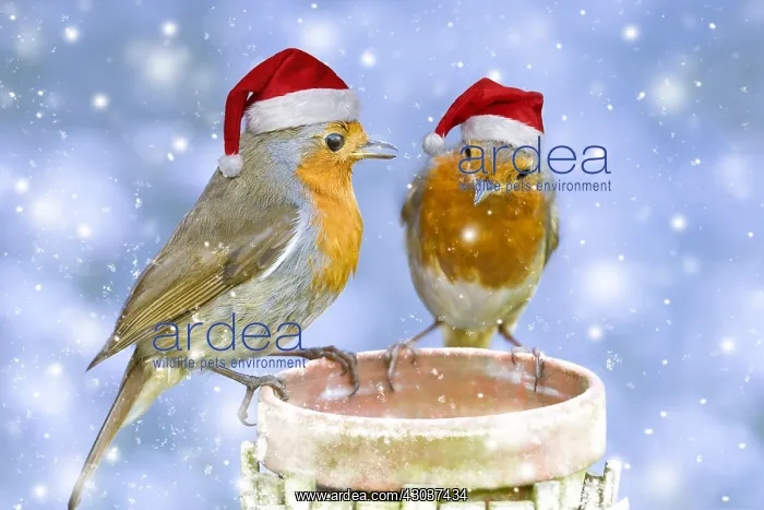  : Robin, two adults perched on plant pot wearing