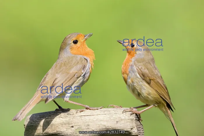 : Robin - Two adults perched on wooden garden fork handle : Robin - Two adults perched on wooden garden fork handle