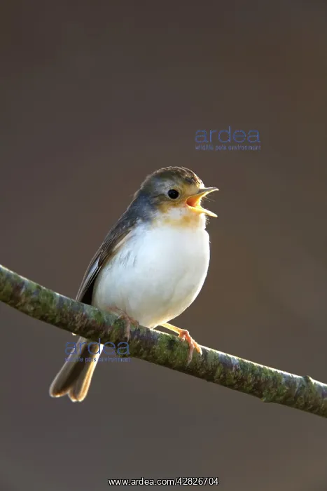 : Robin - albino bird with white breast : Robin - albino bird with white breast