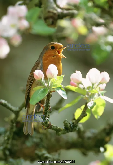 : Robin - in apple blossom : Robin - in apple blossom