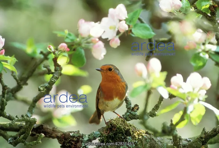 : ROBIN - in apple blossom : ROBIN - in apple blossom
