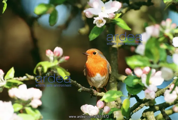 : ROBIN - in apple blossom : ROBIN - in apple blossom