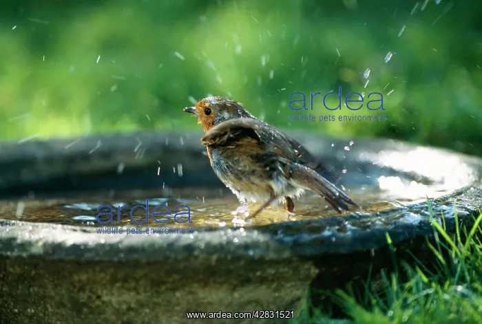 : ROBIN - on bird bath : ROBIN - on bird bath