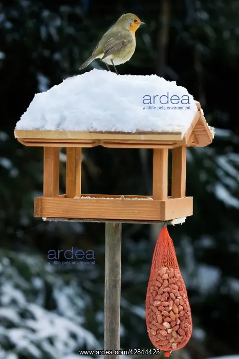 : Robin - on top of bird feeding house in snow : Robin - on top of bird feeding house in snow